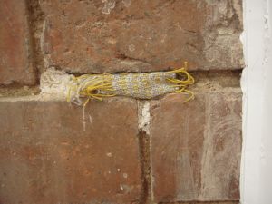 Regeneration, an installation by Ruth Singer