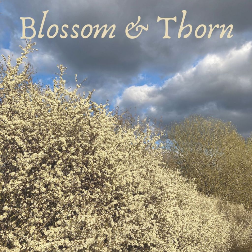 Blossom & Thorn project&nbsp;launch