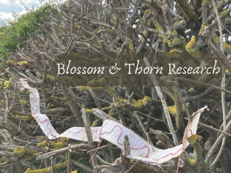 Blossom and Thorn&nbsp;Research