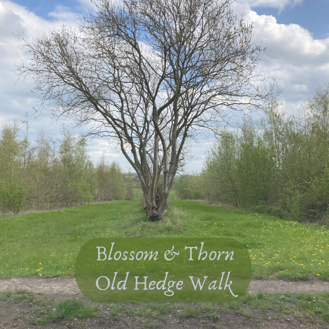 Timber Festival and Hedges