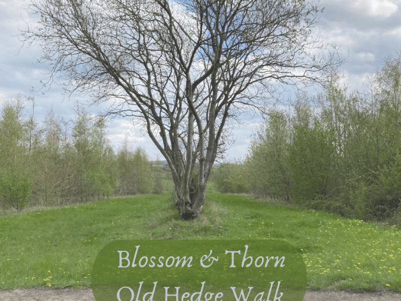 Timber Festival and&nbsp;Hedges