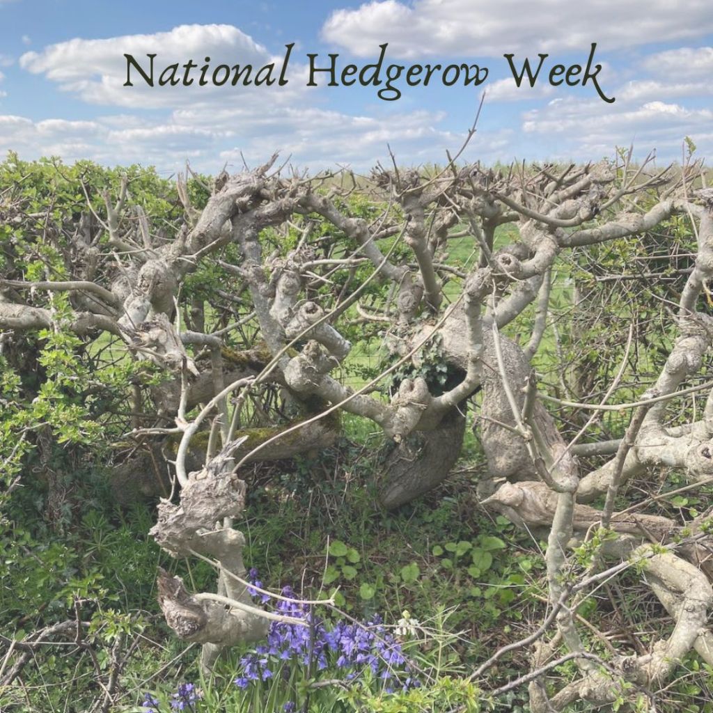 National Hedgerow Week
